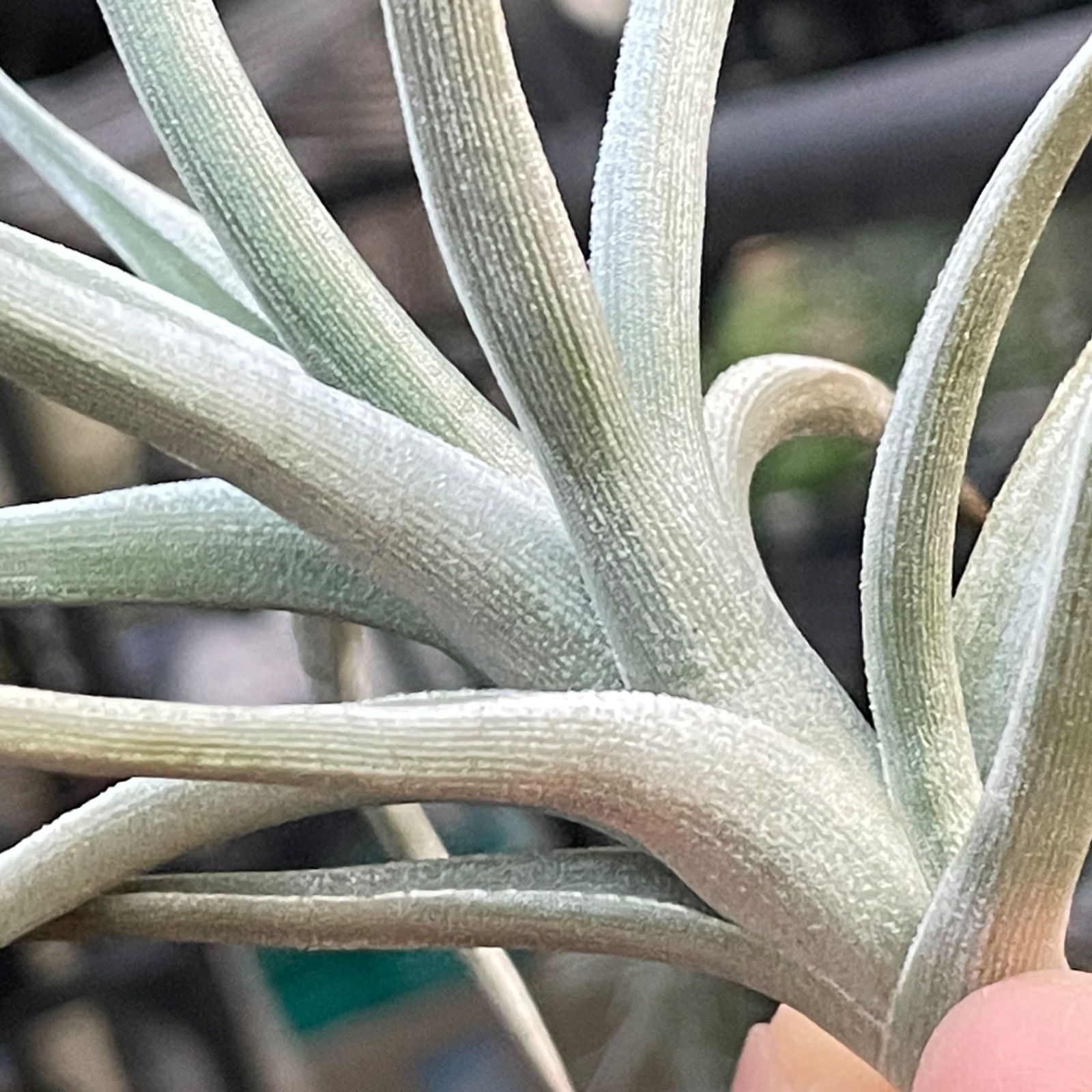 現品】チランジア・ロッテアエ T. lotteae - Frontier Plants