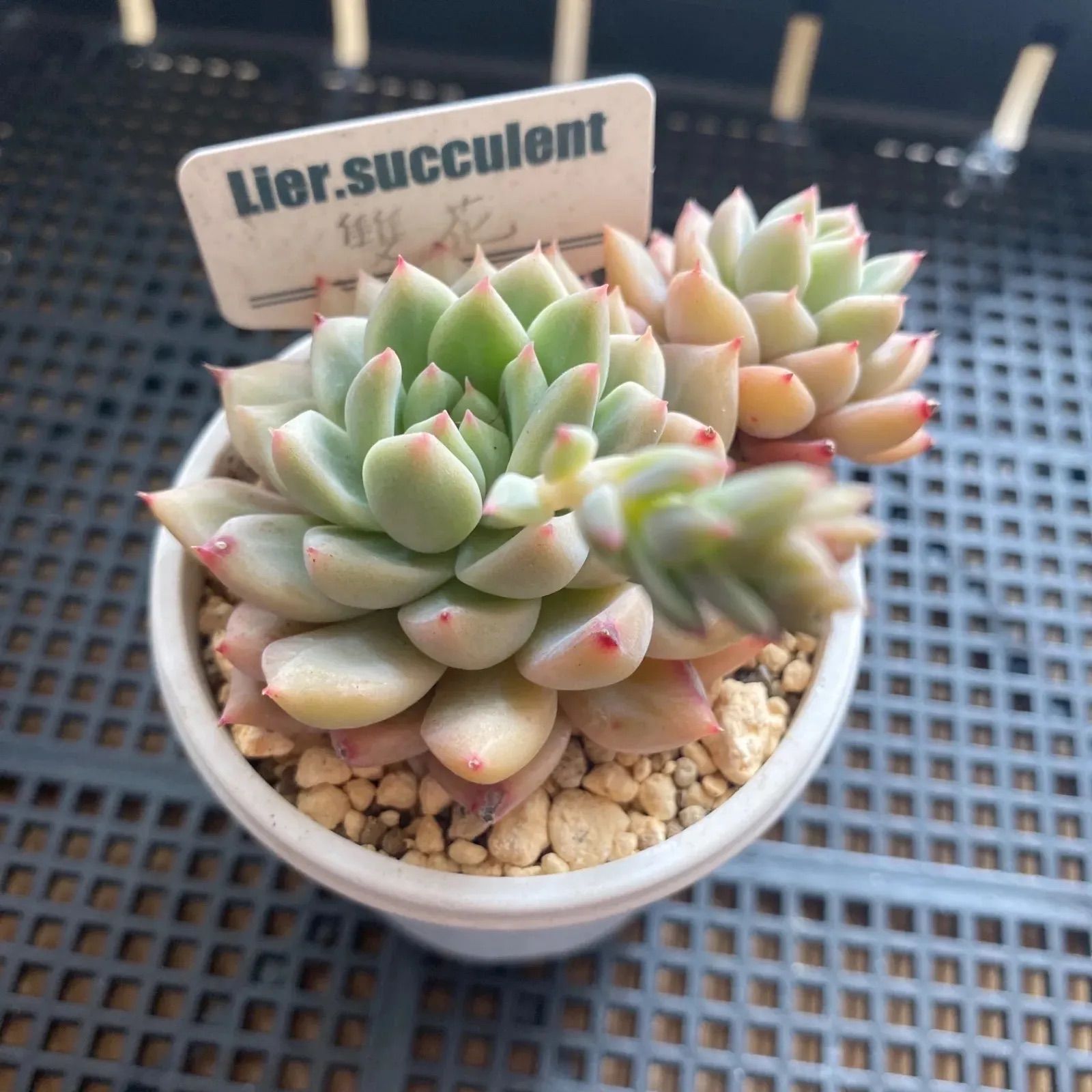 多肉植物 雙花(そうか) エケベリア 抜き苗 - メルカリ