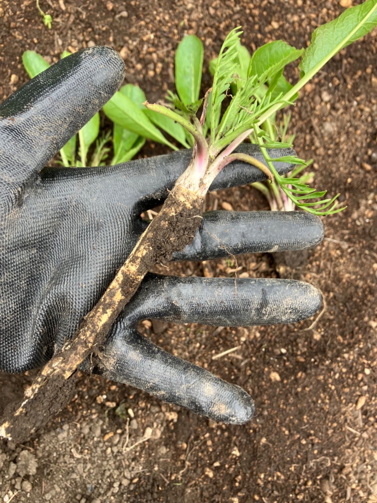 山わさびの苗 5株セット！家庭菜園・山菜栽培に - メルカリ