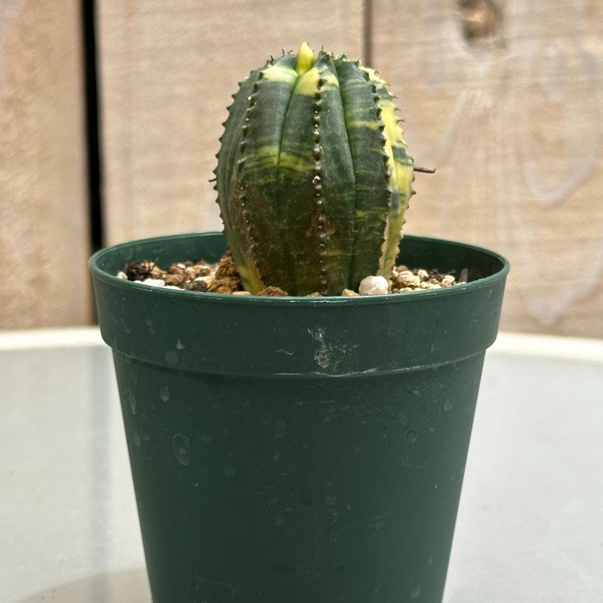 レア鉢入‼️ ユーフォルビア オベサ （ユーフォルビア：オベサ 陶器 