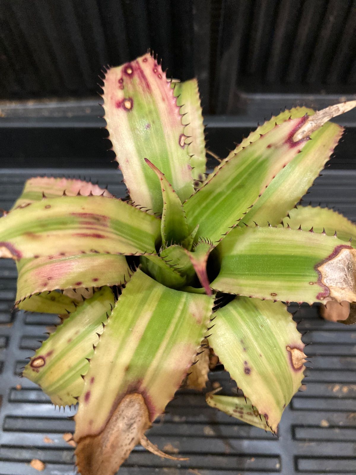 ネオレゲリア Neoregelia pendula albo - メルカリ