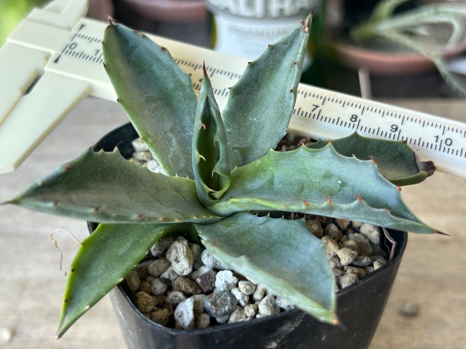 アガベ サルミアナ フェロックス グリーンゴブレット - メルカリ