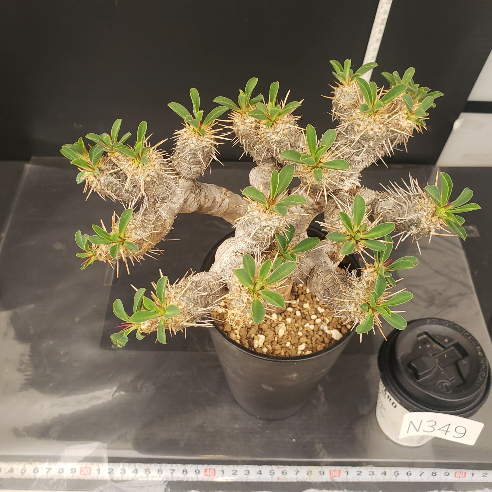 N349【自社養生株】ユーフォルビア ギラウミニアナ（現地球・発
