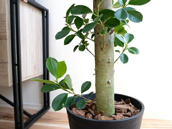 ガジュマル （朴仕立て） 黒色 セラアート 幹の太い 幸福をもたらす