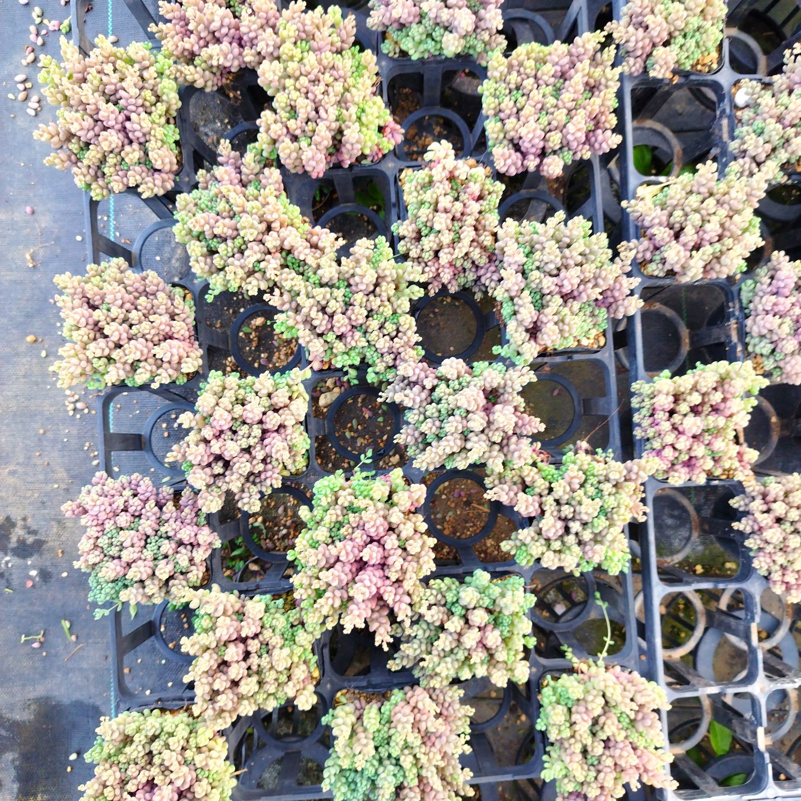 多肉植物 パープルヘイズ カット苗 25カット　多頭、微根も入ります！ セダム 多肉植物】パープルヘイズ セダム 抜き苗 - メルカリ