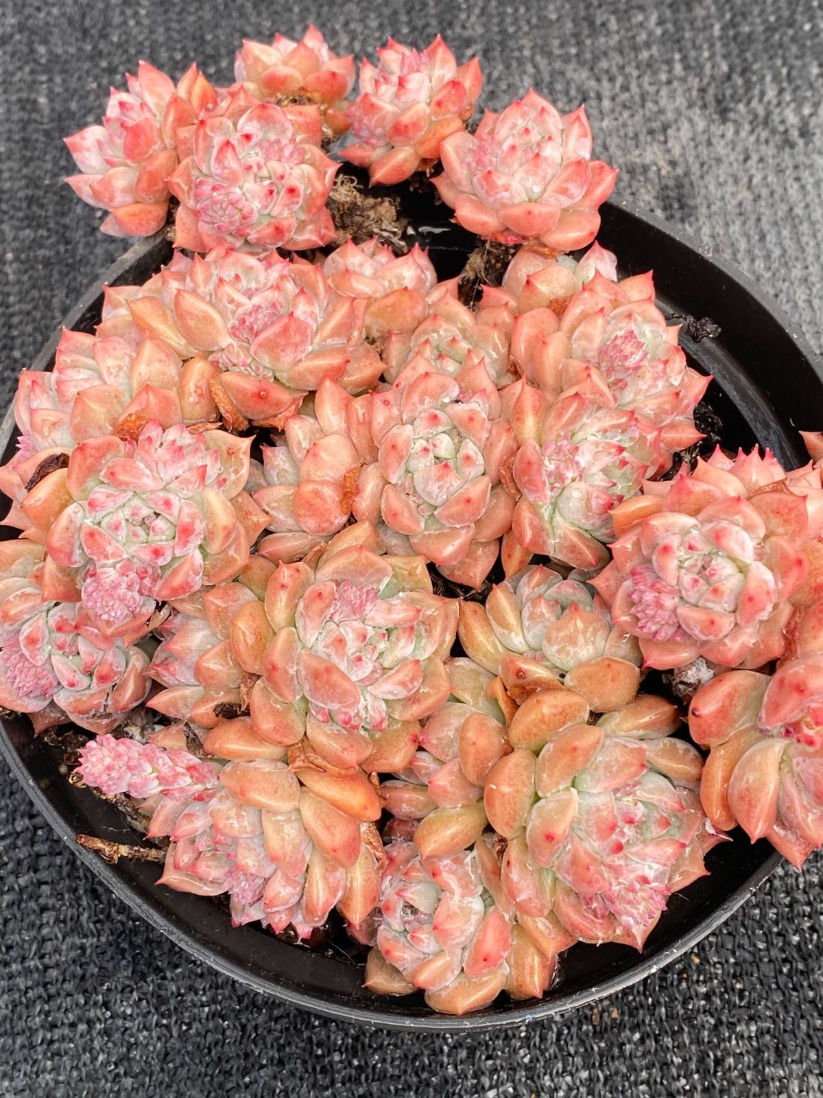 抜き苗 シモノハナ DP2024×12株 ふっくら 多肉植物 エケベリア