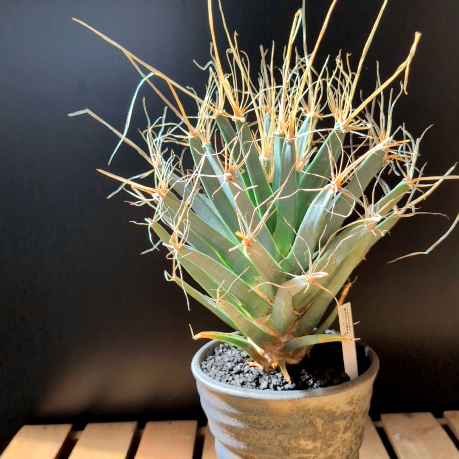 レウクテンベルギアプリンピキス