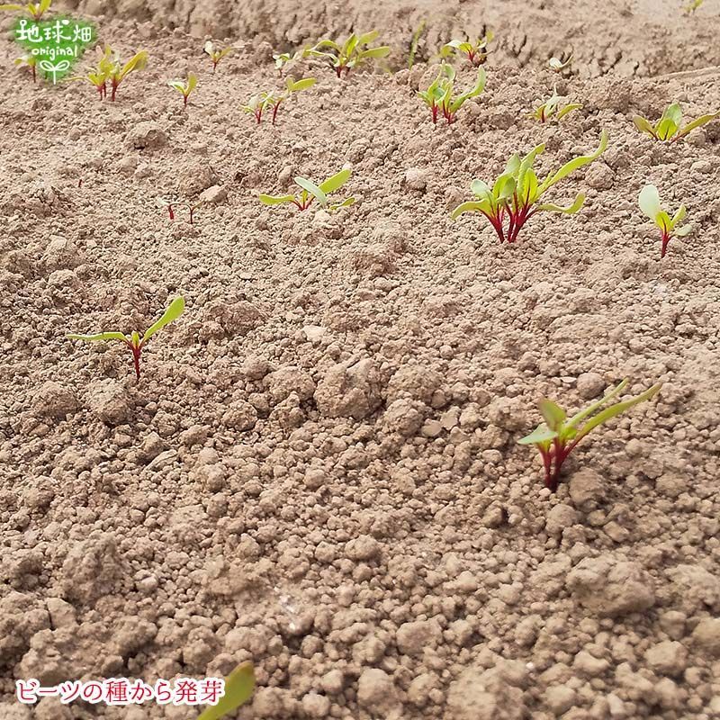 宮崎県産 洗い