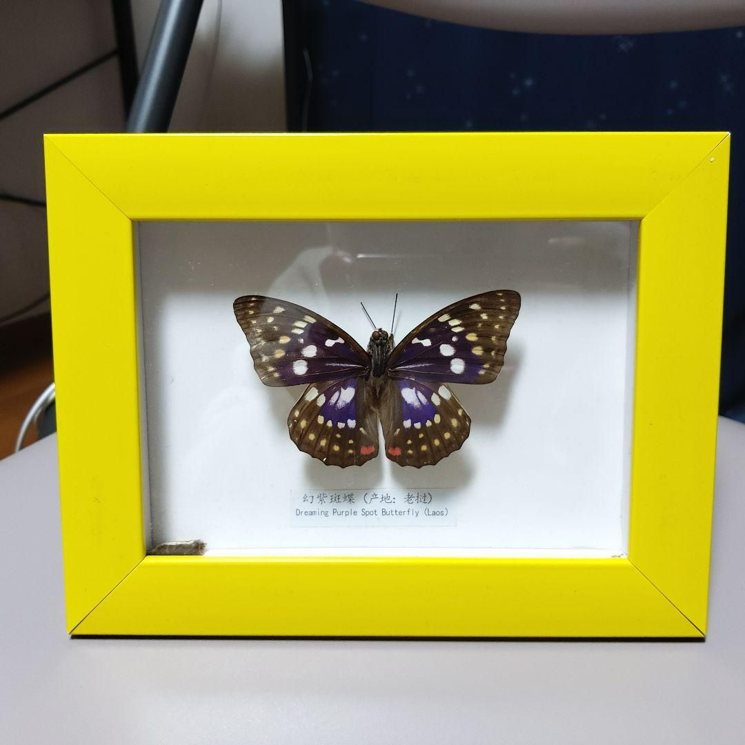 北海道特産種の蝶　標本ペット用品