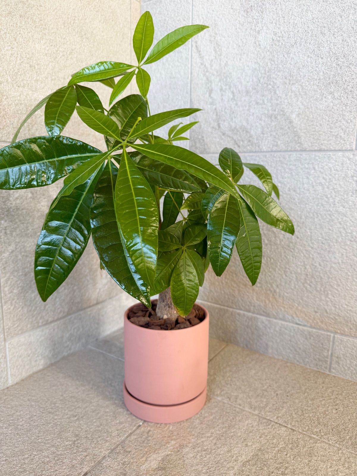 櫻井美奈子 オルミナキルン ガラス 陶器 浅鉢