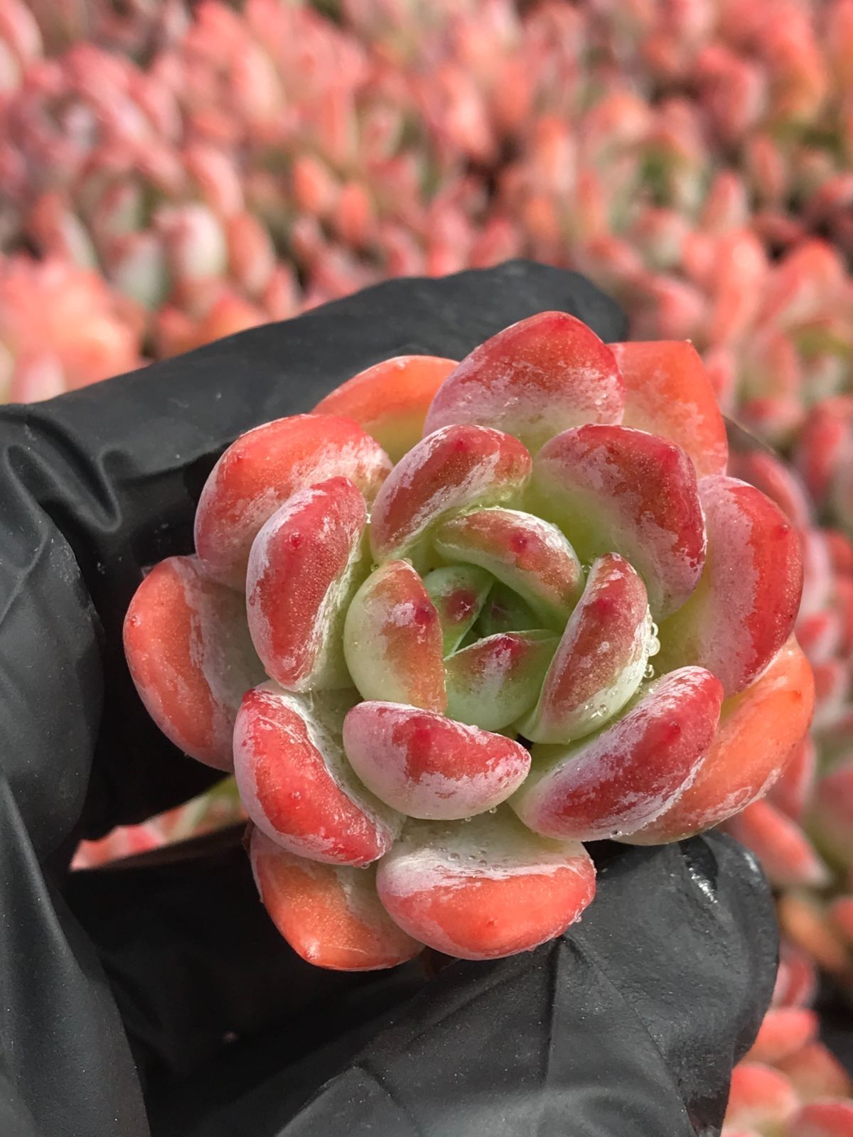新入荷 オールスター 鮮やかな105苗セット 土と根付き 多肉植物 新入荷 オールスター 鮮やかな105苗セット 土と根付き 多肉植物