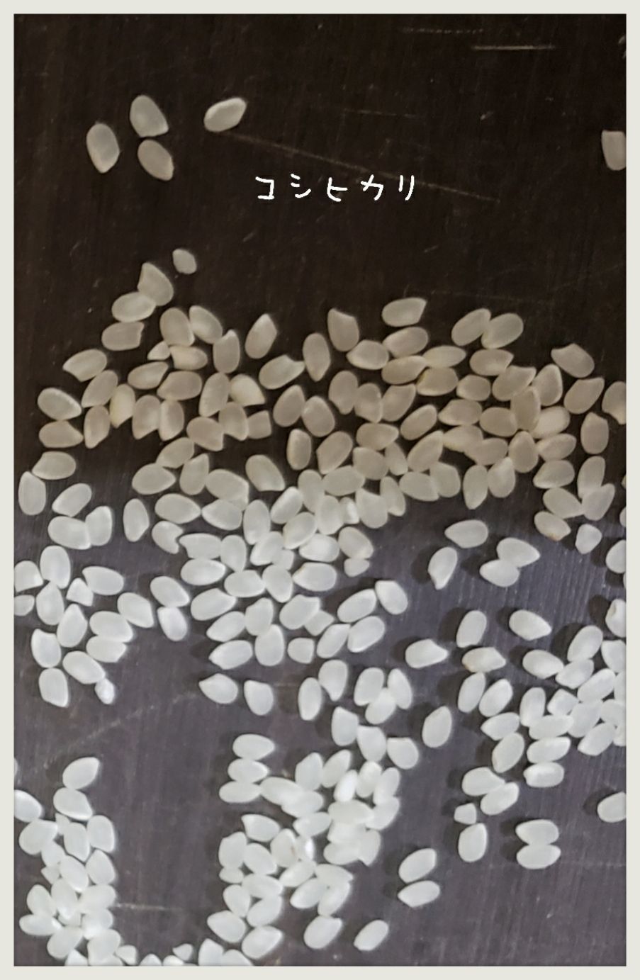 新米 令和4年 白米コシヒカリ24キロ 茨城県産 - メルカリ