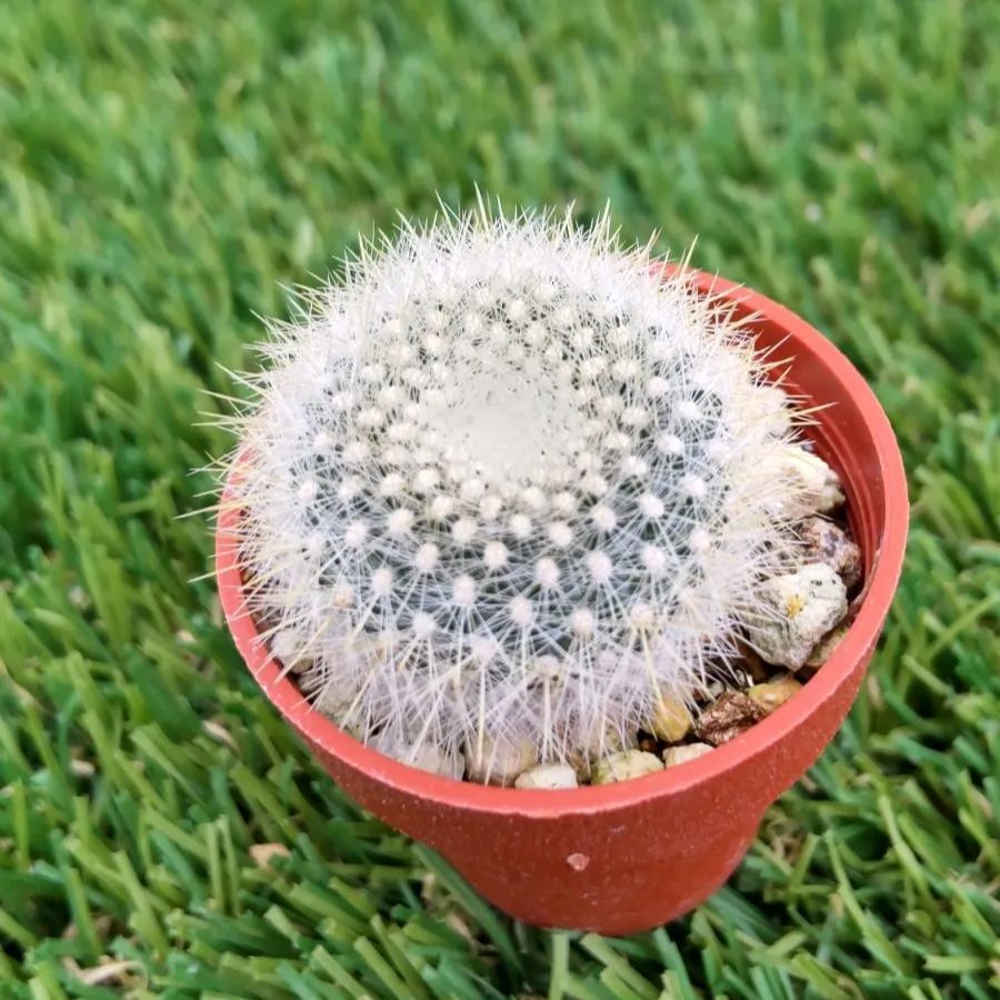 サボテン 雪晃♡抜き苗(^○^) サボテン 雪晃丸 抜き苗