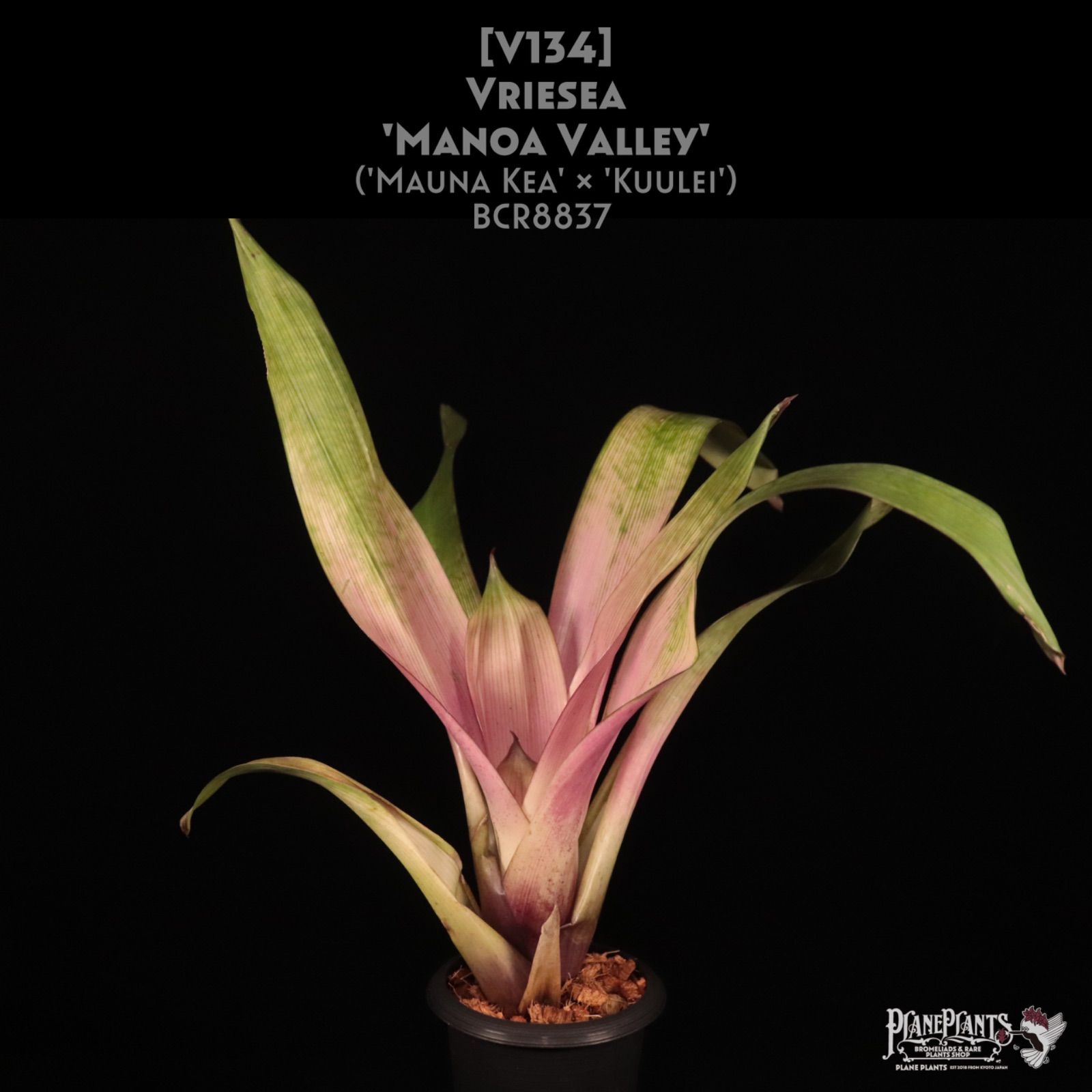 ビカクシダ ベイチーアーバンリバー (P. veitchii Auburn river