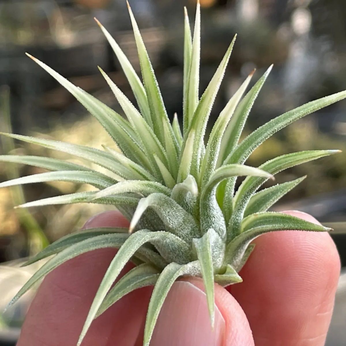 チランジア イオナンタ アルボマルギナータTillandsia ionantha