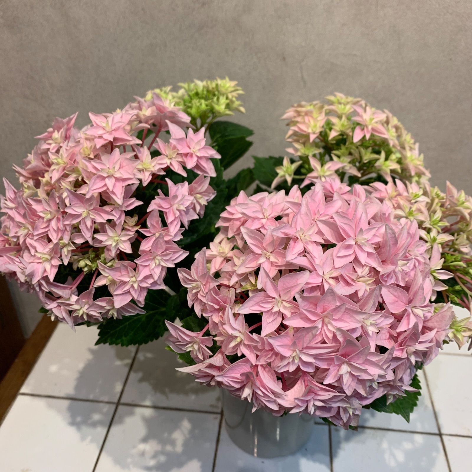 アジサイ❤️ 紫陽花 ダブルダッチエダム 4号鉢 - メルカリ
