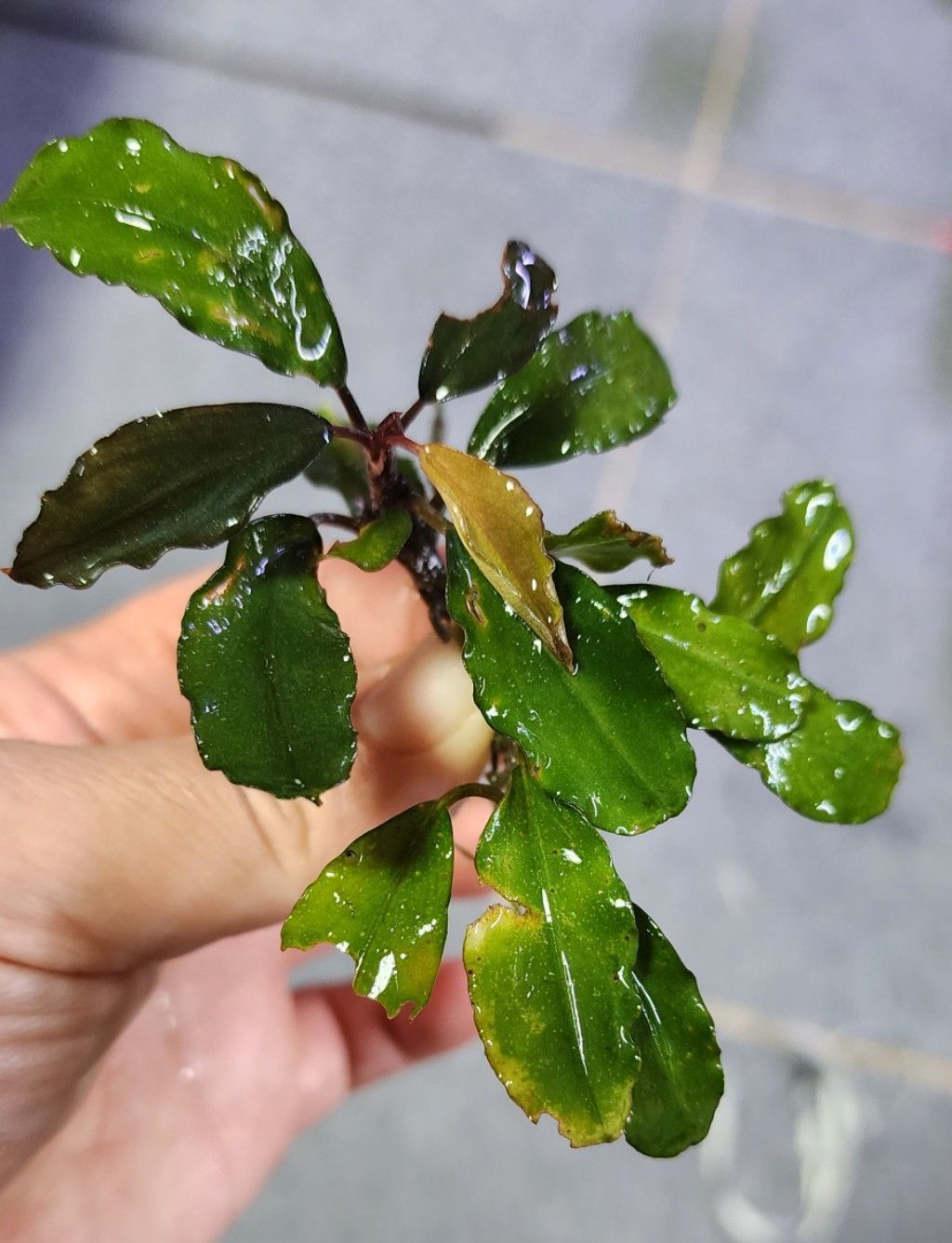 限定1株】 ブセファランドラ sp, モトレイアーナ 極紫個体 水上葉 限定