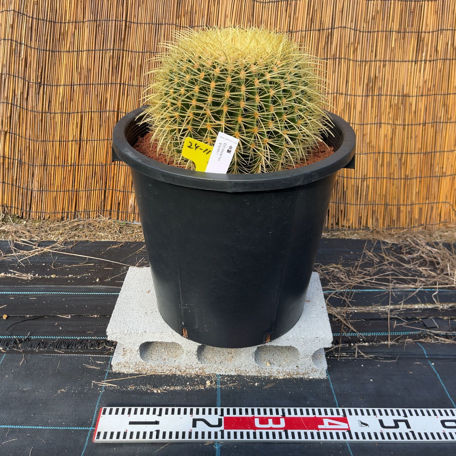 現品】サボテンの王様！金色サボテン / 金鯱（キンシャチ） Golden barrel cactus / 12号 黒鉢【現品】M24-11-5-14  - メルカリ