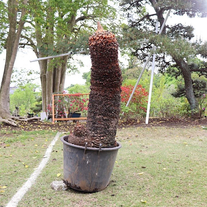 ソテツダブルヘッド