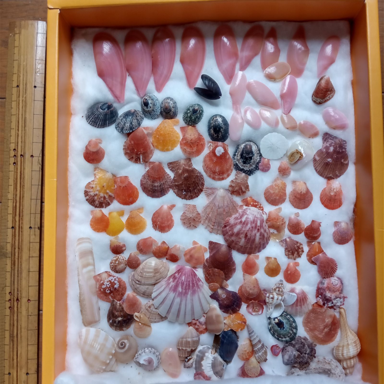 紅貝、さくら貝など貝殻標本 アクセサリーなどの素材にも - メルカリ