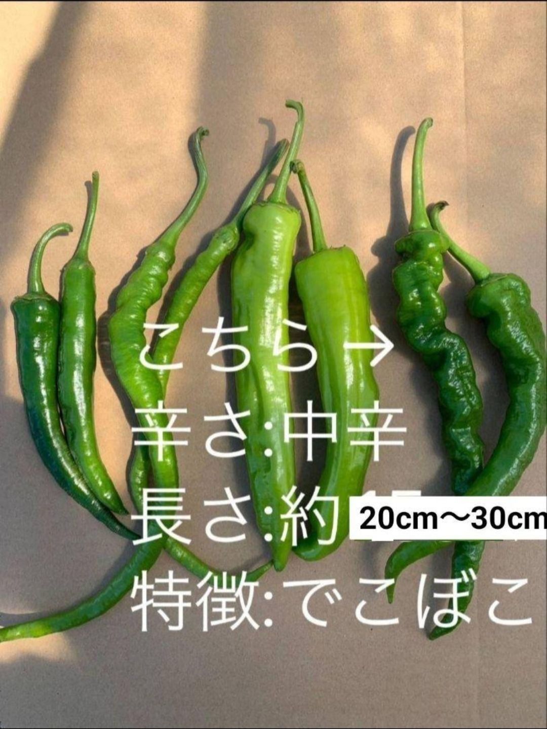 ☆クール便☆青唐辛子 中辛 太め 2kg 長野県産 信州 産地直送