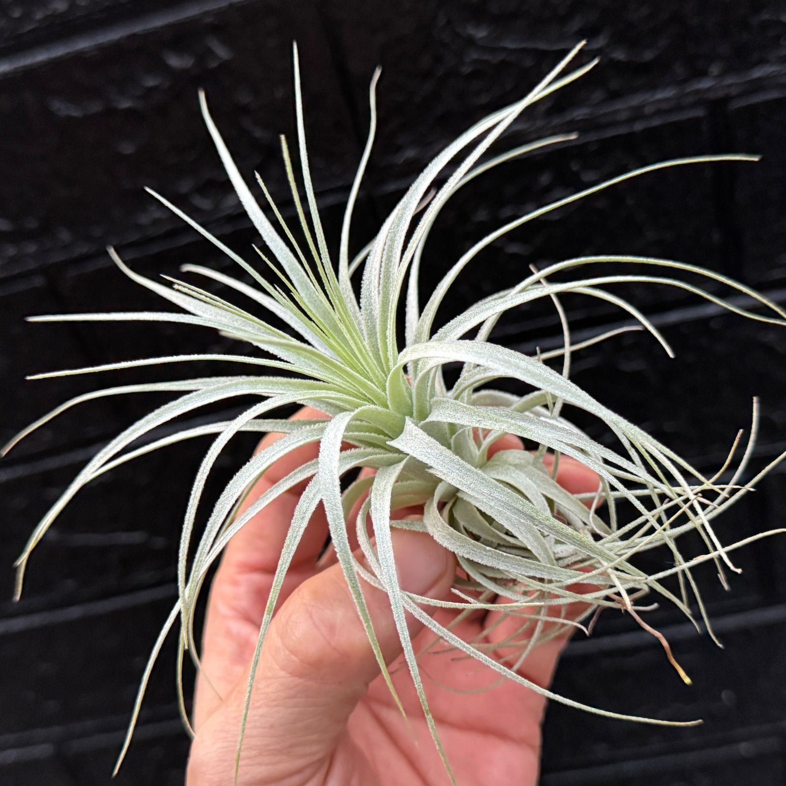 チランジア チャペウエンシス Tillandsia chapeuensis*エアプランツ フラワーショップ江口