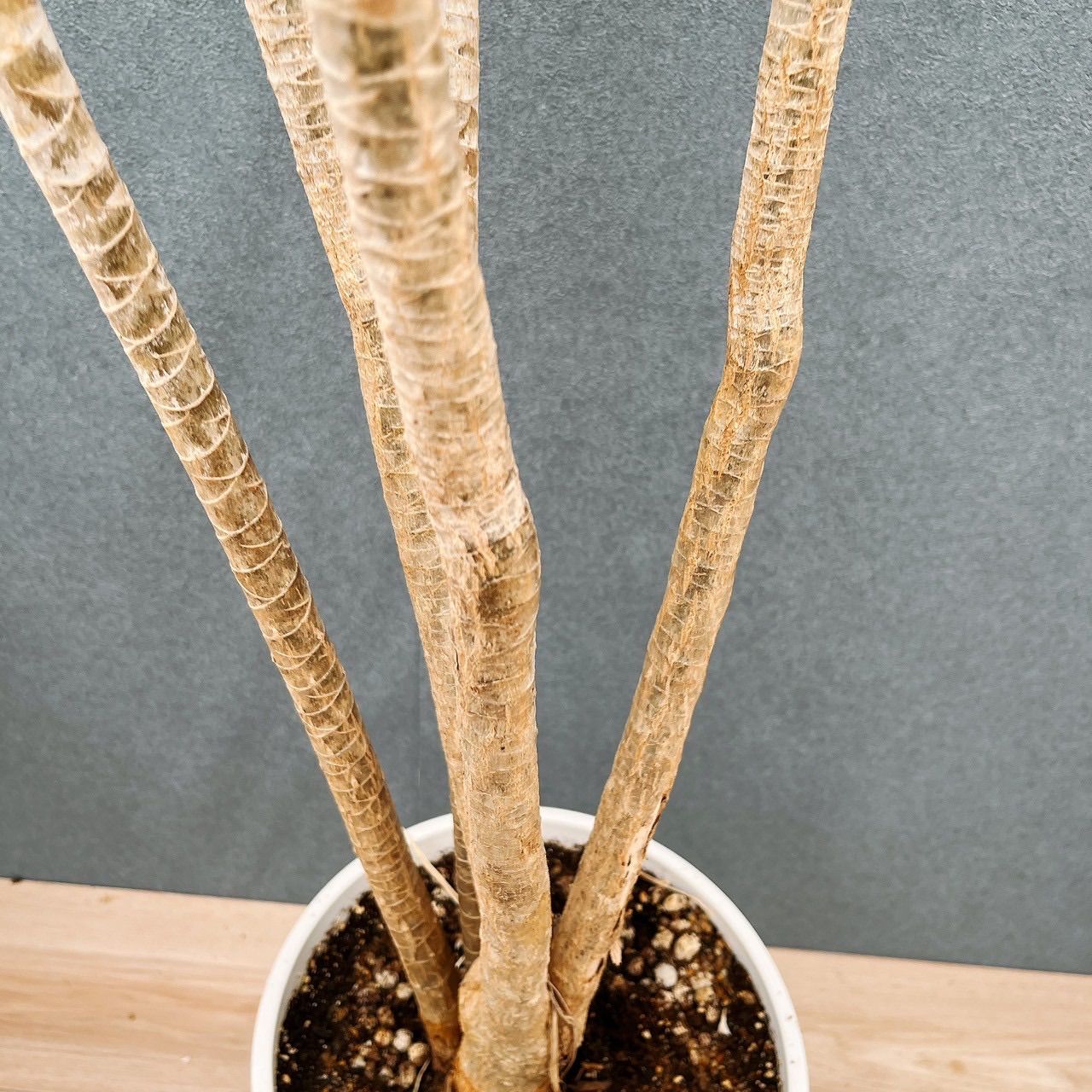現品］30番 ドラセナ コンシンネ ホワイボリー 観葉植物 室内 8号 プラ