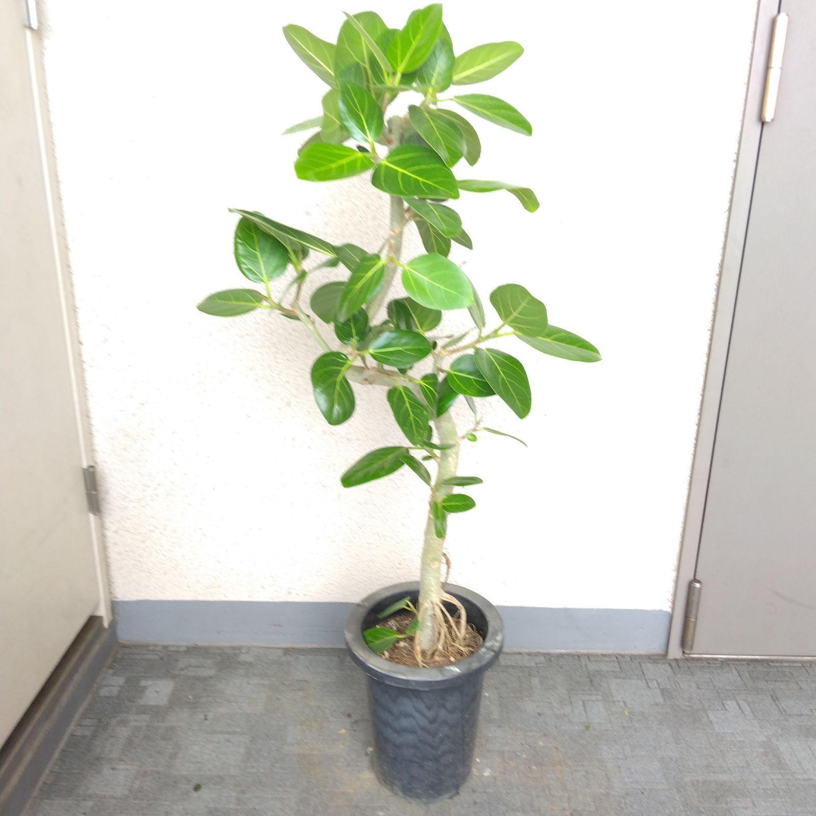 フィカス・ベンガレンシス曲がり‼️沖縄産!ゴムの木❗観葉植物!幹極太高さ162◎ 現品】フィカス・ベンガレンシス曲がり ゴムの木 樹形綺麗