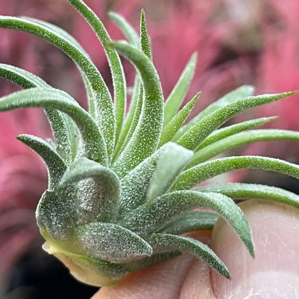 チランジア イオナンタ ロン Tillandsia ionantha Ron - メルカリ