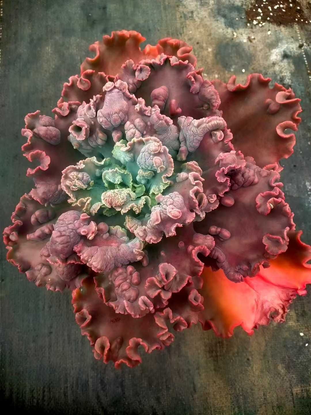 新発売 8株セット エケベリア・バロンボールド（レッド） 抜き苗 多肉