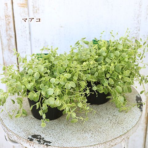 観葉植物 ペペロミア 真亜子 まあこ 3号 多年草 半日陰 室内