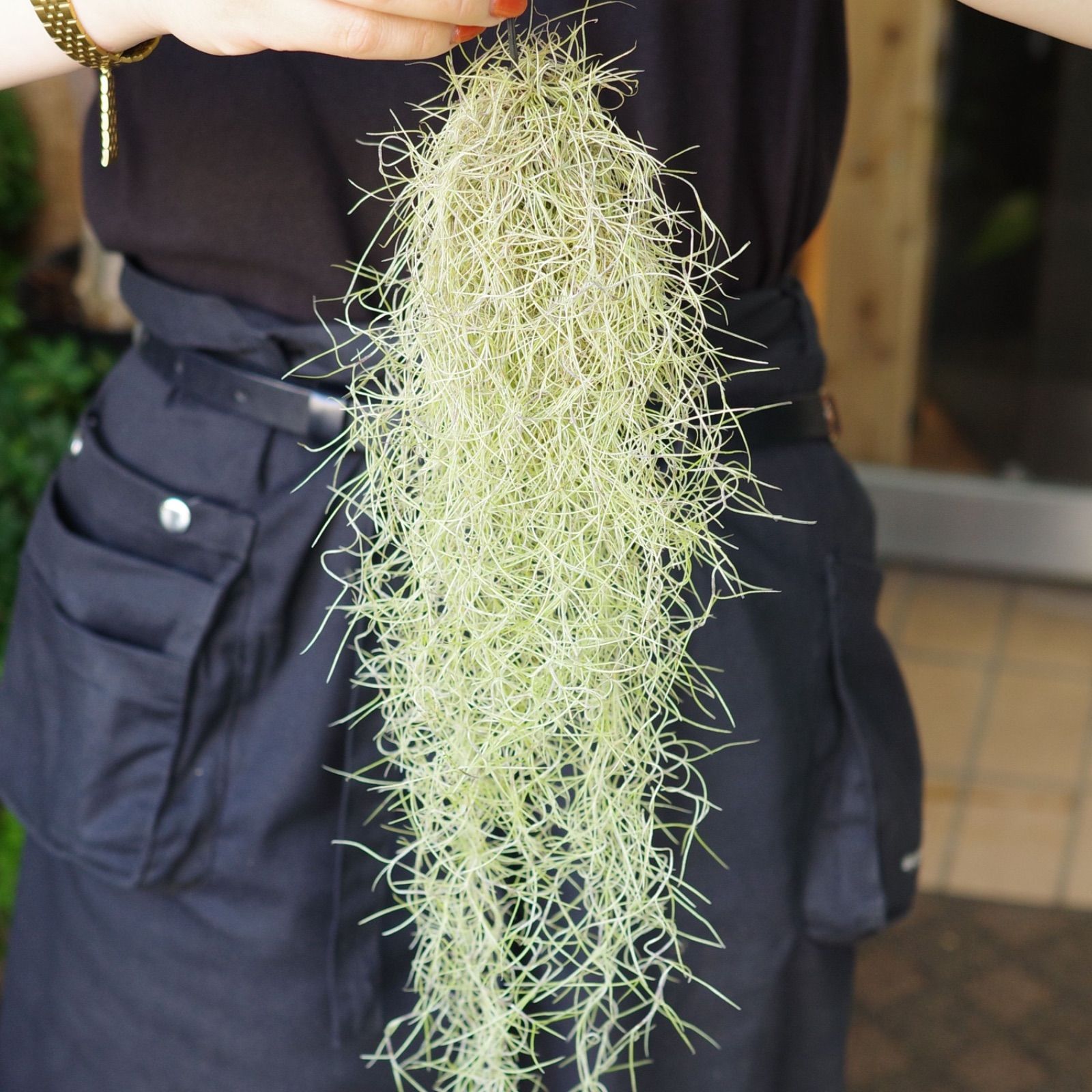 超細葉スパニッシュモス 「スーパーファイン」40cm ウスネオイデス