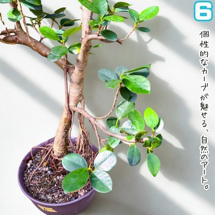 シーグレープ　曲がり　4【現品】観葉植物　大型 シーグレープ 曲がり 4【現品】観葉植物 大型 （シーグレープ