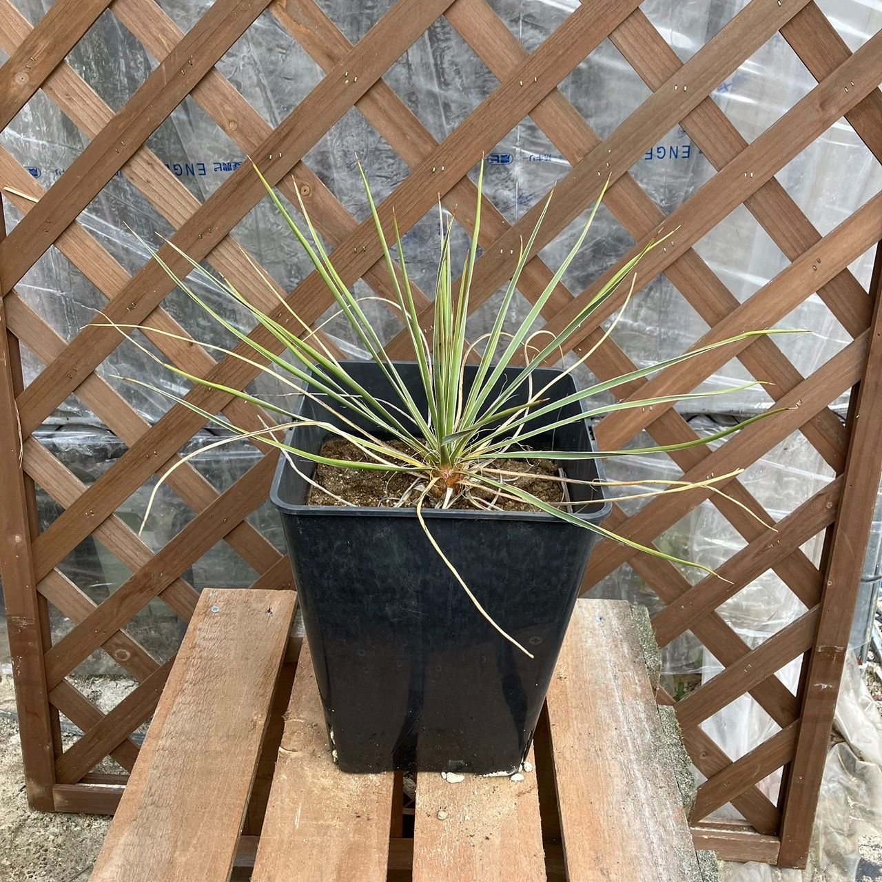 [定休日以外毎日出荷中] 抜き苗】ユッカ グラウカ Yucca glauca 2024年1月11日撮影 ユッカ