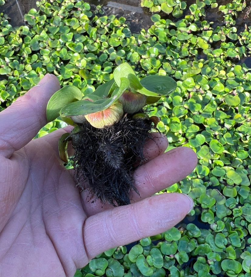 花咲く浮草 ミニホテイアオイ(無農薬 無害虫)(10株)メダカに。 - 水草