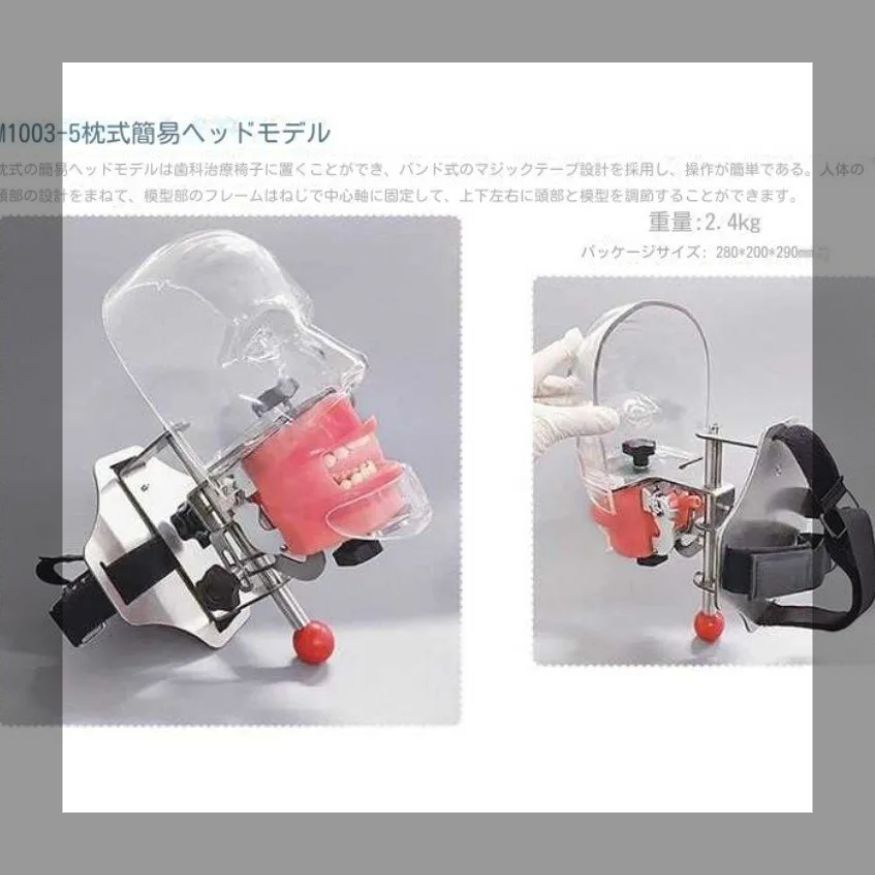 歯科ヘッドモールド簡易シミュレーションヘッドモールド取り外し 口腔科教育ヘッドモールド予備歯歯歯練習歯モールド