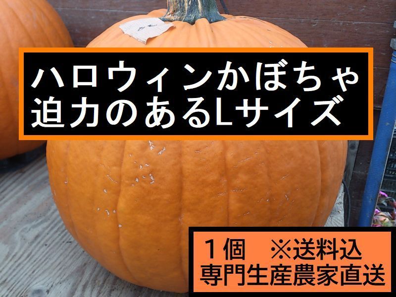 【お問い合わせ専用】ハロウィンかぼちゃ　本物 ハロウィン ジャックオーランタン用生本物かぼちゃ 1個 Lサイズ4-5kg台