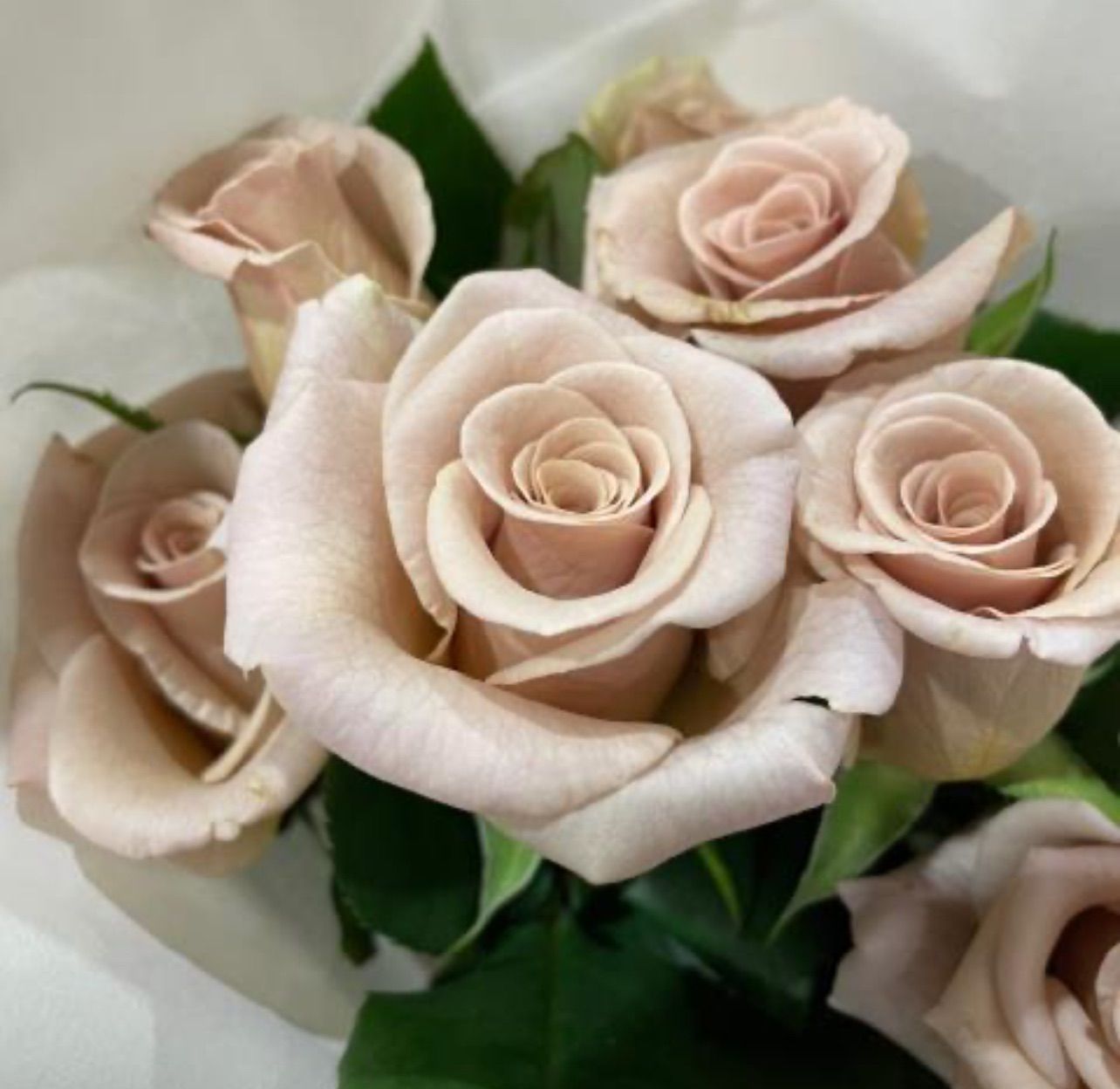 「Yami_rosé」切り花品種バラ苗　3点 Yami_rosé」切り花品種バラ苗 3点 Yami_rosé」切り花品種バラ苗
