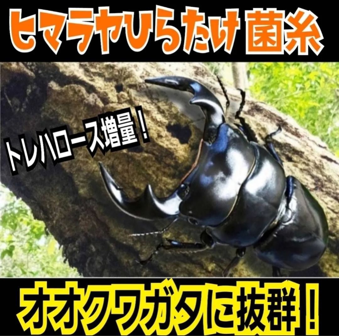 超ビック☆2300mlヒマラヤひらたけ菌糸ボトル 外産ヒラタやギラファ
