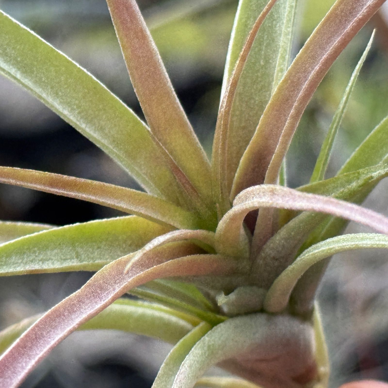 大＊ チランジア キセログラフィカ × ブラキカウロス Tillandsia