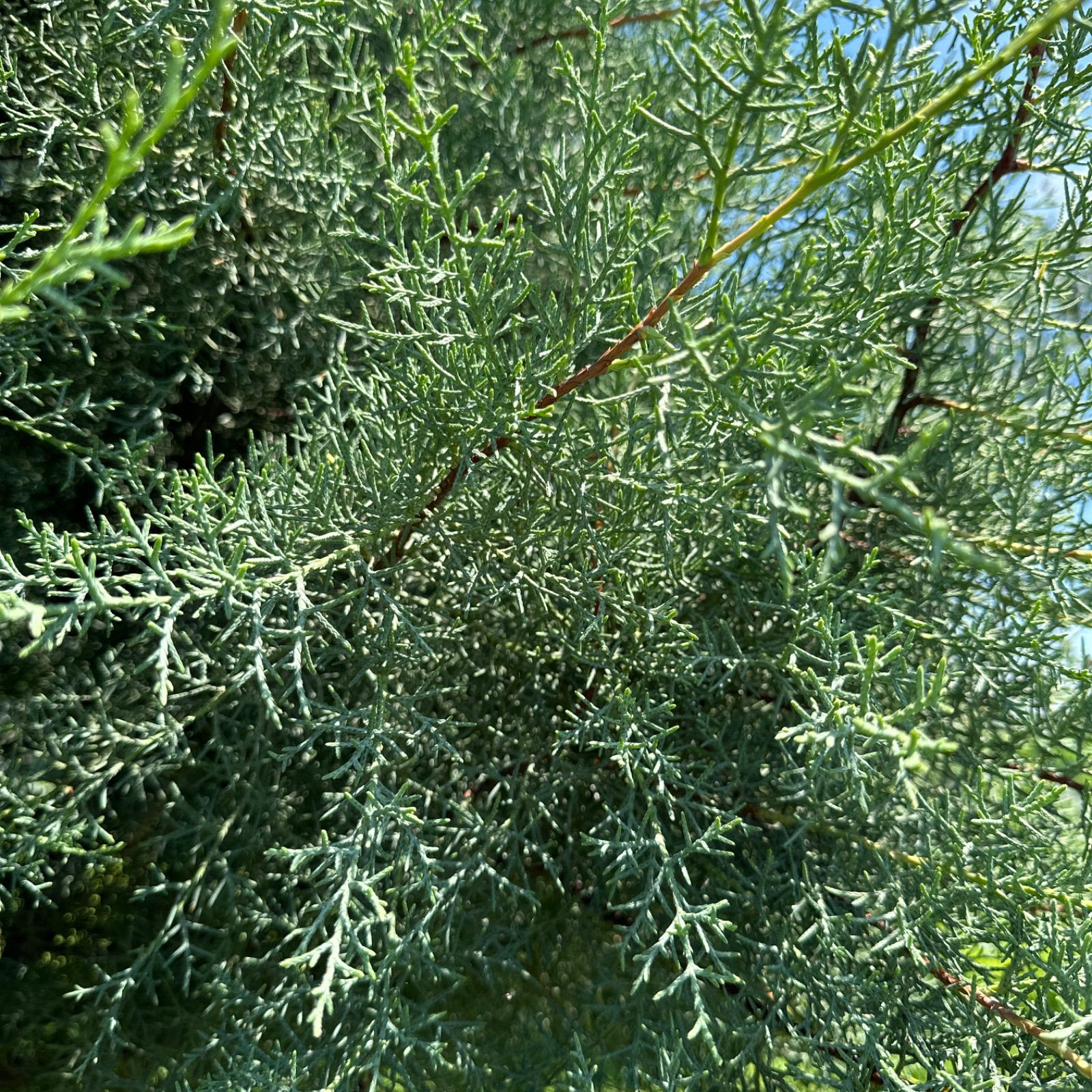 天然ヒノキの葉農薬不使用箱の重さ込約6kg以上〜7kgまで満杯詰め（14