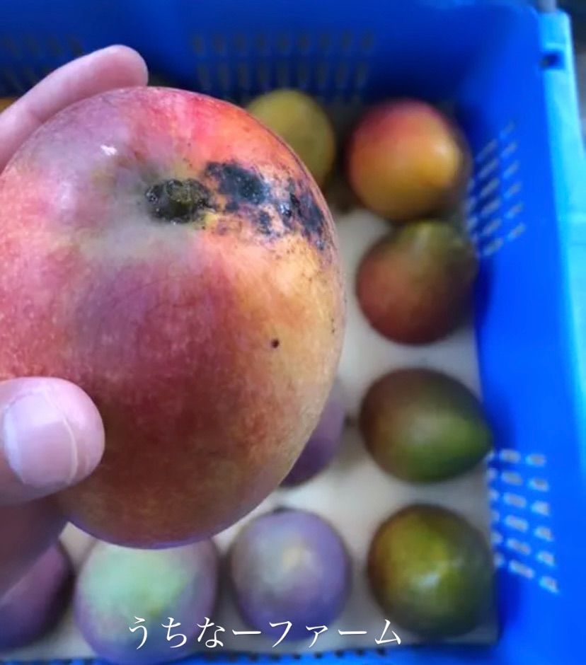 沖縄産地直送、クール便込！【完熟マンゴー】家庭用2Kg(箱込み