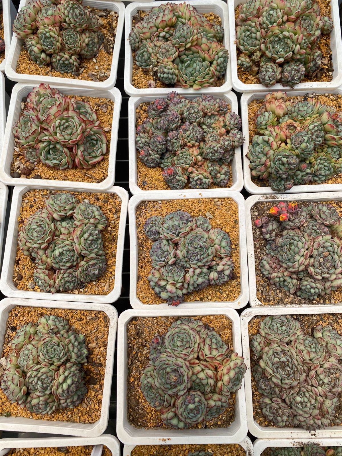 新入荷 好評発売 フォロワー 15株 YK2025 赤い服 多肉植物 花 園芸 抜き苗