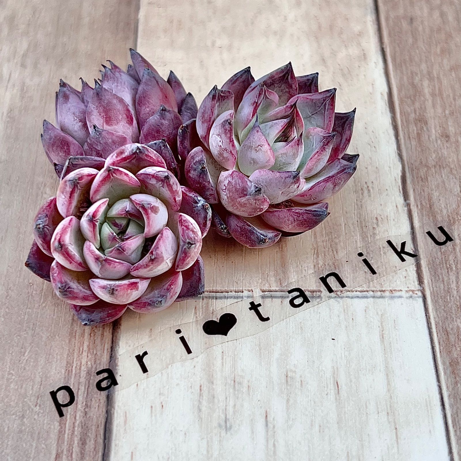 多肉植物　ブラックピンク　韓国苗 新入荷】エケべリア 韓国苗 ブラックピンク中苗 多肉植物 - メルカリ