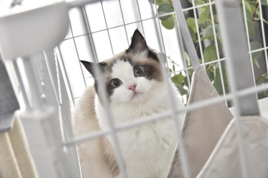 キャットケージ