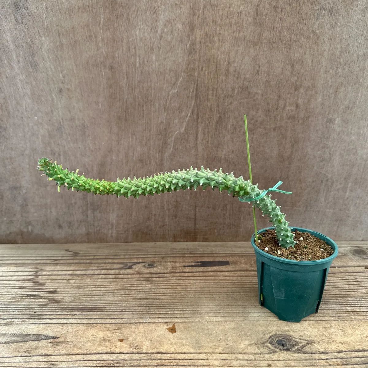 モナデニウム ドラゴンテール Monadenium Dragon Tail 現品 観葉植物