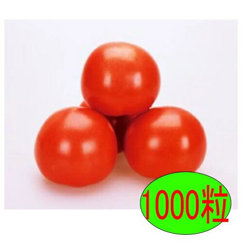 入荷次第出荷 カネコ種苗 SR彩福 1000粒