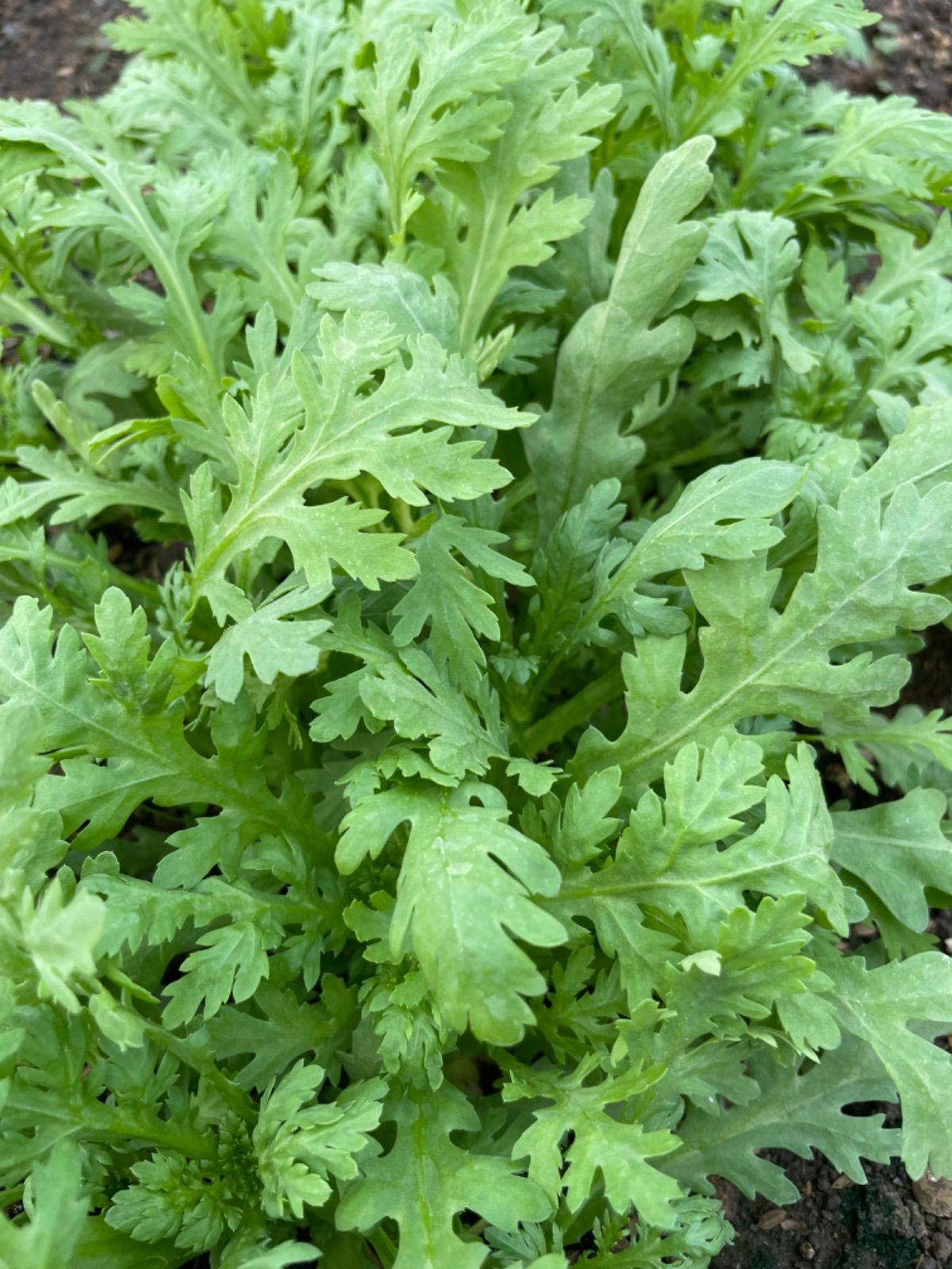 9種類‼️お買い得‼️野菜詰め合わせセット‼️１００サイズ‼️もものすけ入り‼️