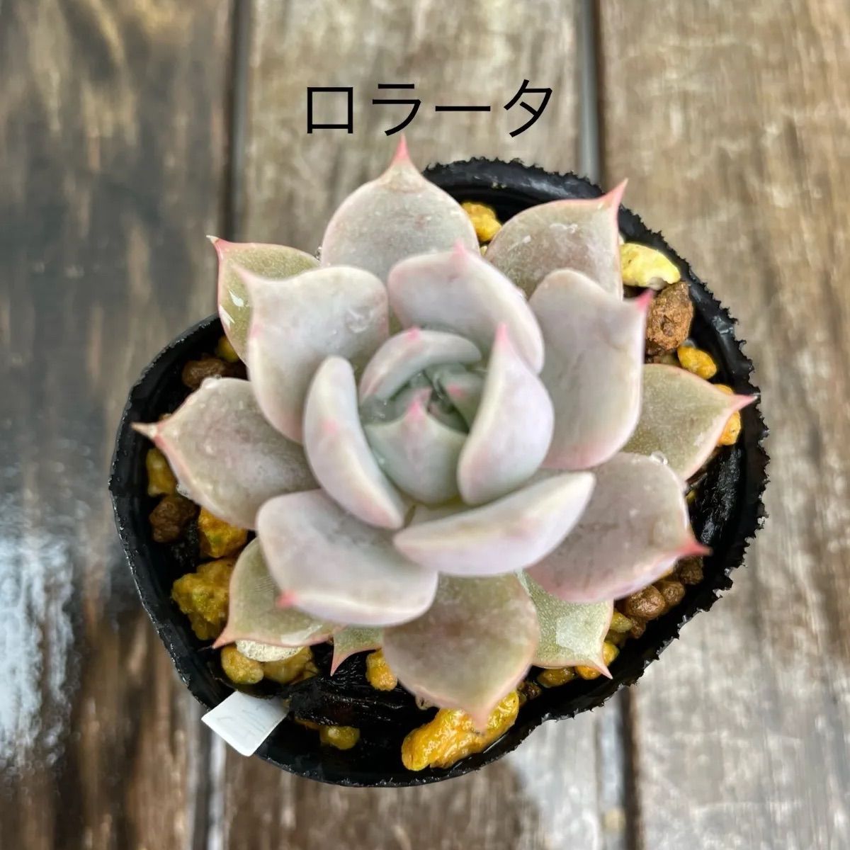 ロラータ 多肉植物 抜き苗 - メルカリ