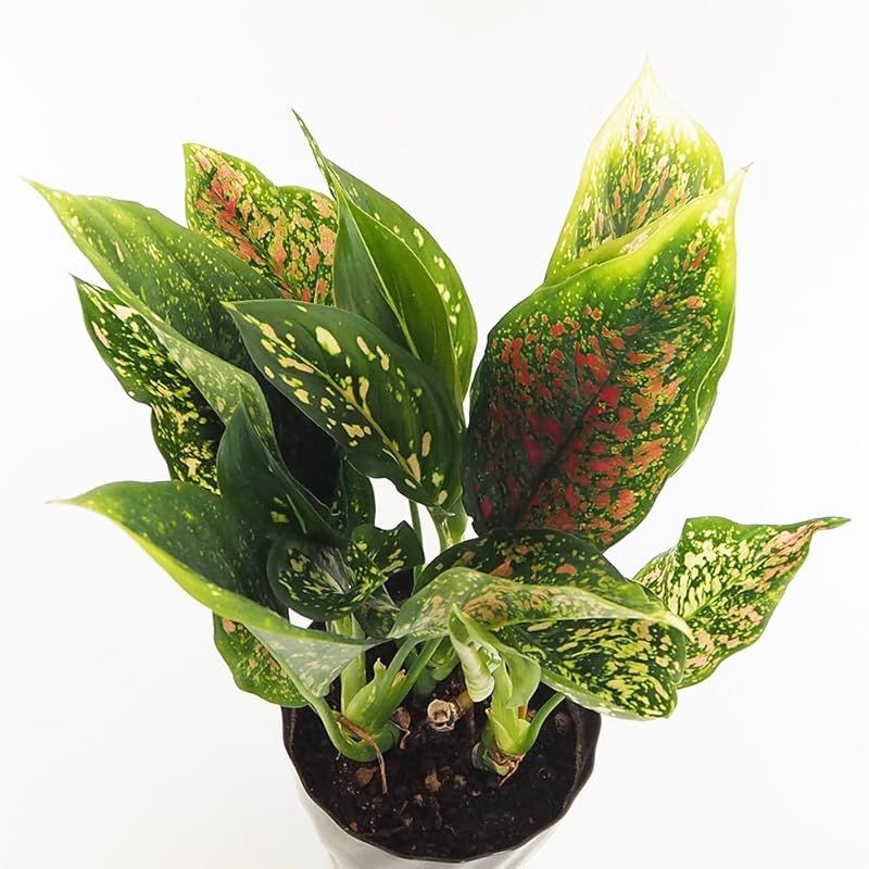 ＩＴＡＮＳＥ アグラオネマ ビーナス 5号 1個売り 観葉植物 学名 Aglaonema Venus サトイモ科 非耐寒性 常緑多年草 原生地 東南アジア まだらに模様 幸福を運んでくれる植物 耐陰性があり 直射日光を嫌う 年間を通して 室内で管理で